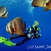 batfish_longfin_jk_h_0705_png0719.jpg